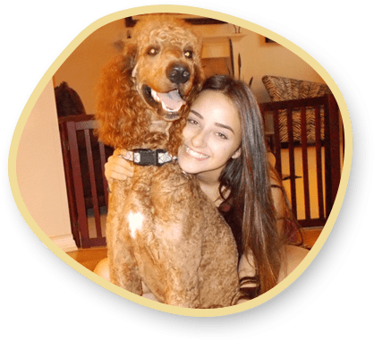 AKC Standard Poodle Stud Service