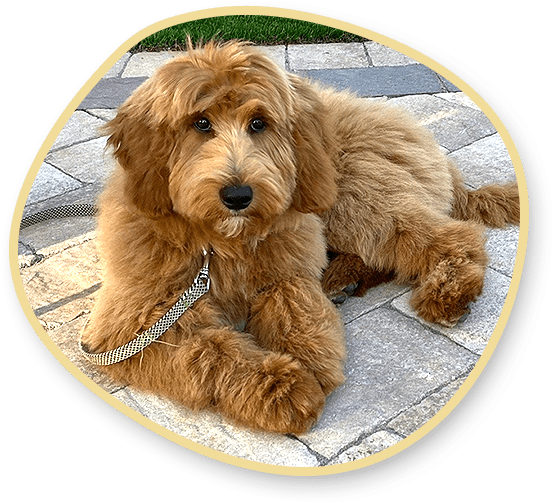 Goldendoodle Puppy With Neck Lace