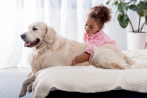 American Golden Retriever