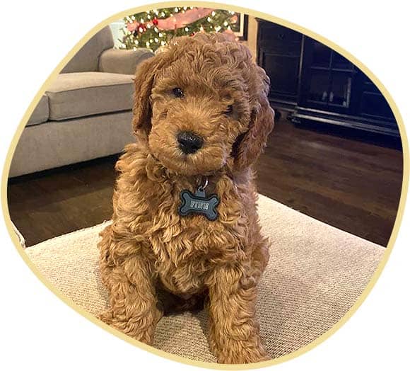 Cute brown Mini Coco Finn