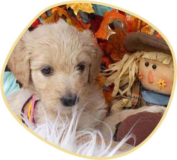 Goldendoodle Puppy with the doll