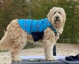 English Cream Golden Retrievers Health
