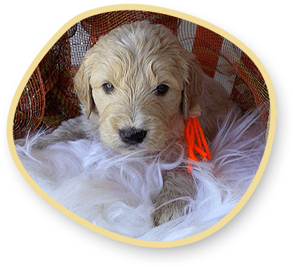 Goldendoodle English Cream Teddy Bear