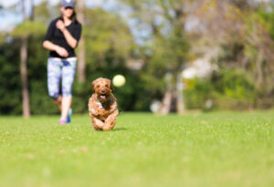Goldendoodle Exercise
