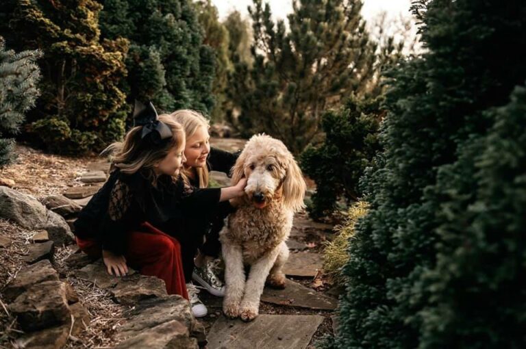 Find Your Best Companion In A Goldendoodle