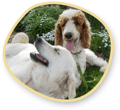 Goldendoodle Dandies Dogs