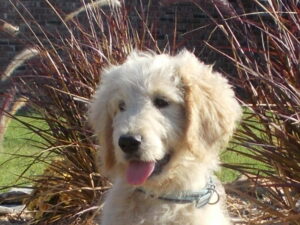 Goldendoodle Gallery Dog White