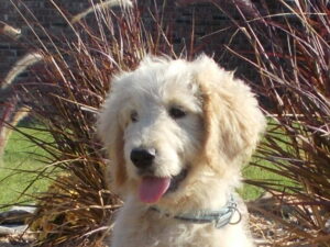 Goldendoodle Gallery Dog White