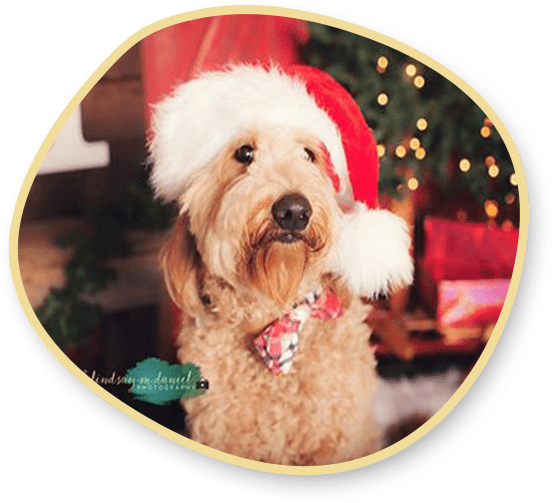 Goldendoodle Interest List Image with Hat