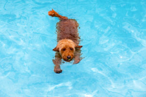 Mini golden doodle swimming