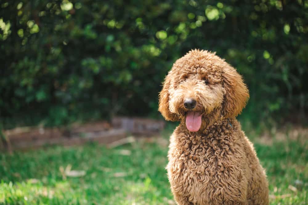 Goldendoodle's Life Expectancy