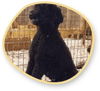 Kit Sue Parent Black