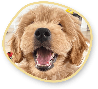 Members Brown Dog Open Mouth