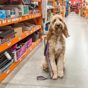 Goldendoodle Socialization