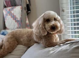Goldendoodle Dandie F1 Standard English Cream Goldendoodle