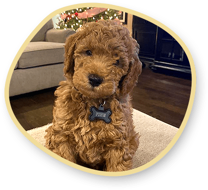 Miniature Goldendoodle