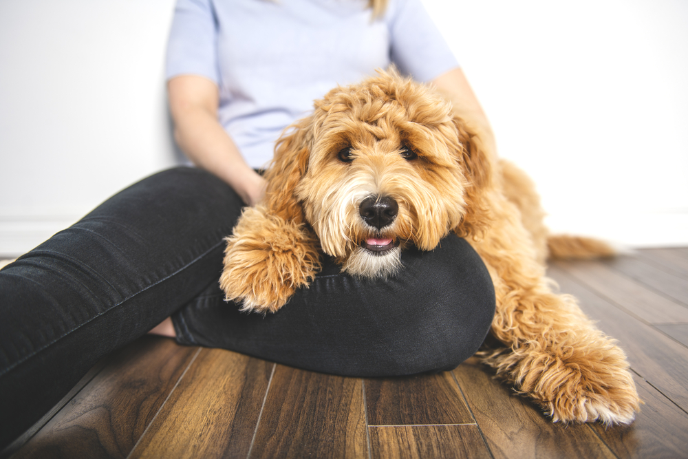 Owning A New Goldendoodle