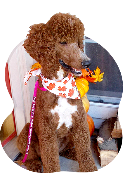 Sir Winston Lovealot