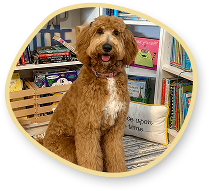 Standard Tuxedo Goldendoodle