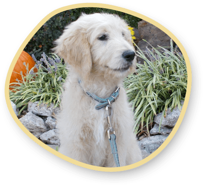 Teddy-Bear-Goldendoodle-Image