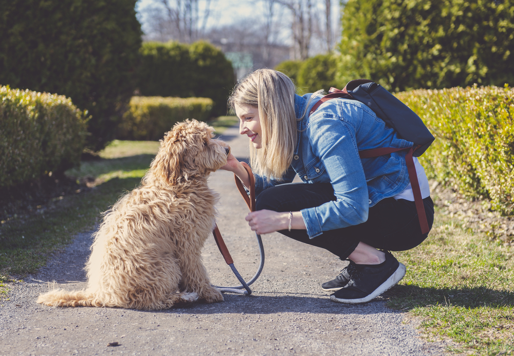 Training Your New Puppy