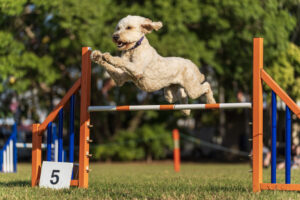 Training a Goldendoodle