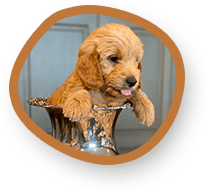 Goldendoodle puppy picture in the golden jar.