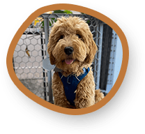 Goldendoodle puppy with brown circle design.
