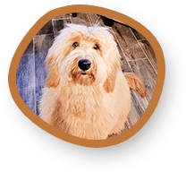 Mini Lili with Circle Portrait