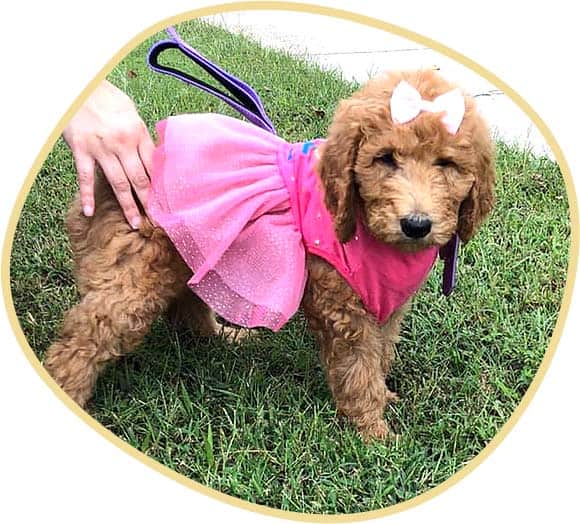 Goldendoodle puppy with pink dress