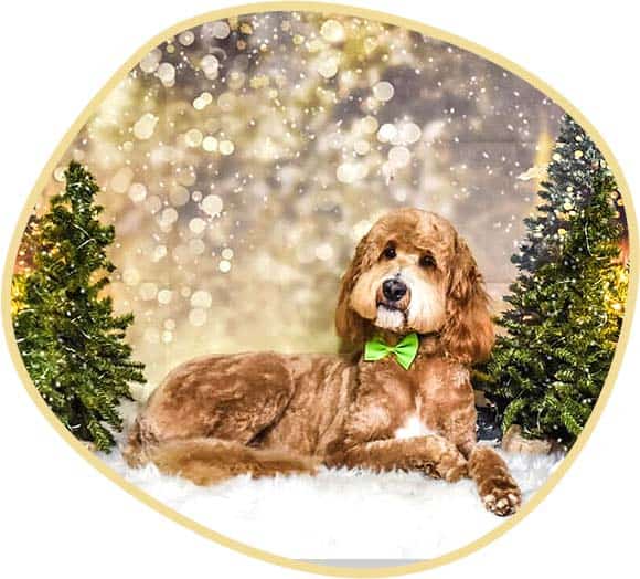 Goldendoodle Bindi Christmas Portrait.