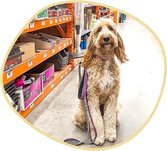 English cream puppy in grocery store.