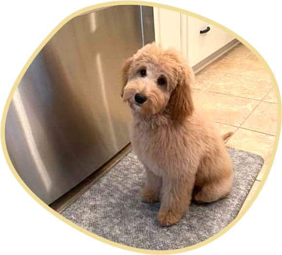 Cute Goldendoodle miniature puppy pampered standing indoors.
