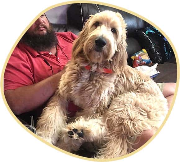 Goldendoodle Puppy with the Owner