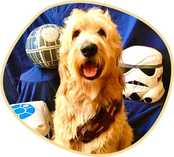 Goldendoodle Puppy with Star Wars Background