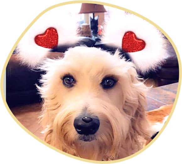 Female Goldendoodle Wearing Heart Head Piece