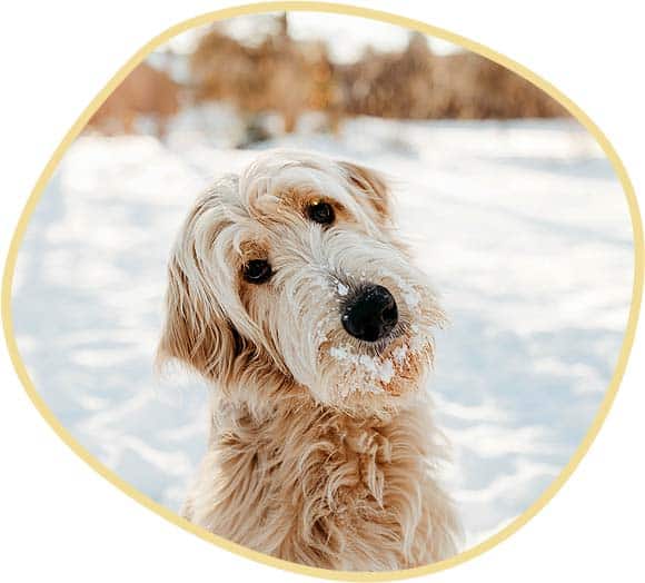 Goldendoodle Jaxson in Snow
