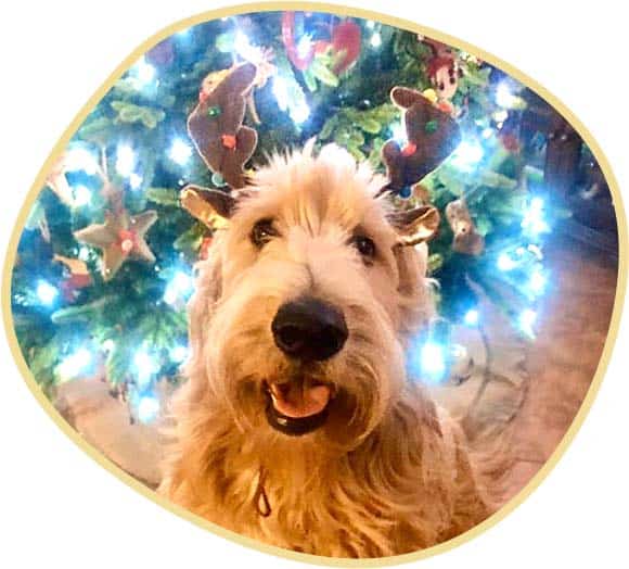 Goldendoodle Jaxson Wearing Rain Deer Head Piece