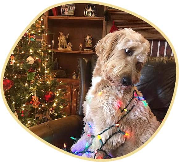 Goldendoodle Jaxson with Christmas Light