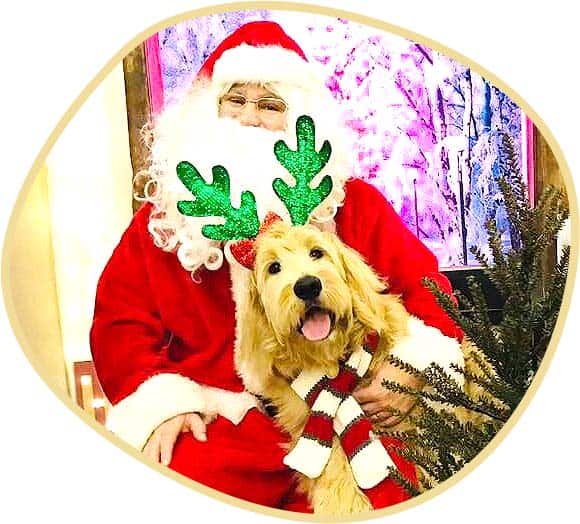 Goldendoodle Jaxson wih Santa