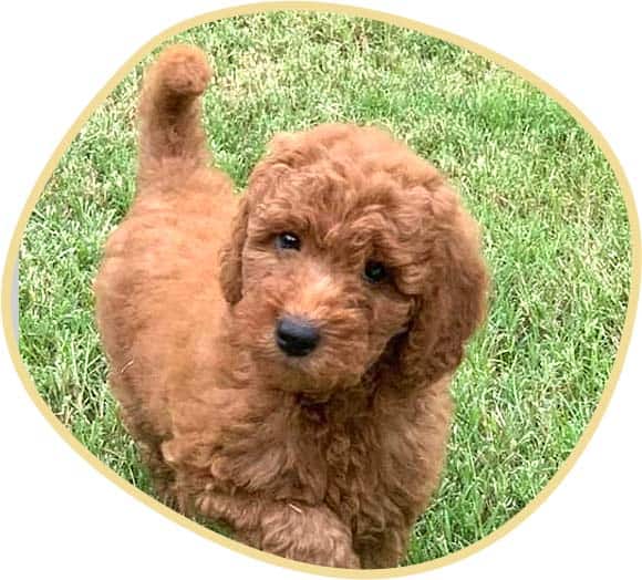 Cute minifendinelly
