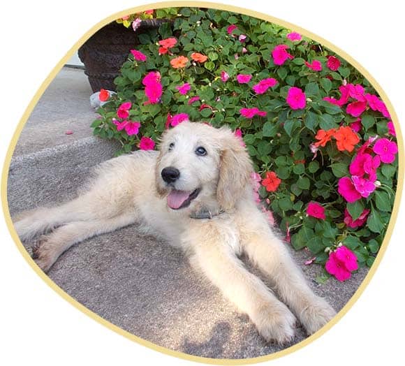 Cute Goldendoodle puppy in outdoors.