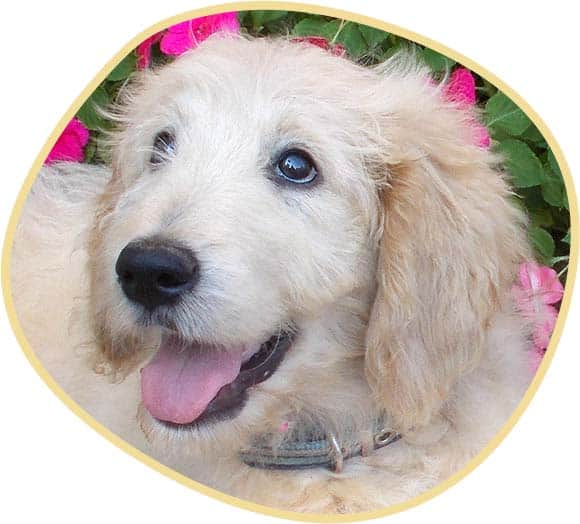 Cute Goldendoodle puppy close-up portrait.