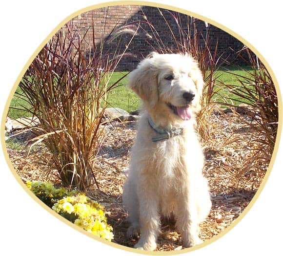 Cute purebred dog Retriever outdoors in the grass.