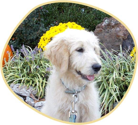 Cute puppy enjoying outdoors in nature with grass.