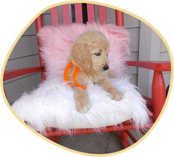 Cute Fendi sitting on the chair