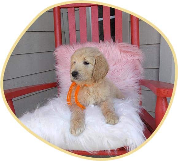 Cute small purebred dog sitting, an adorable Fendi.