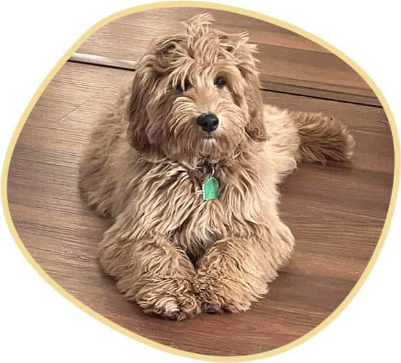 Charlie molly sitting on the floor.