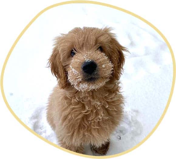 cute small brown puppy in the snow.