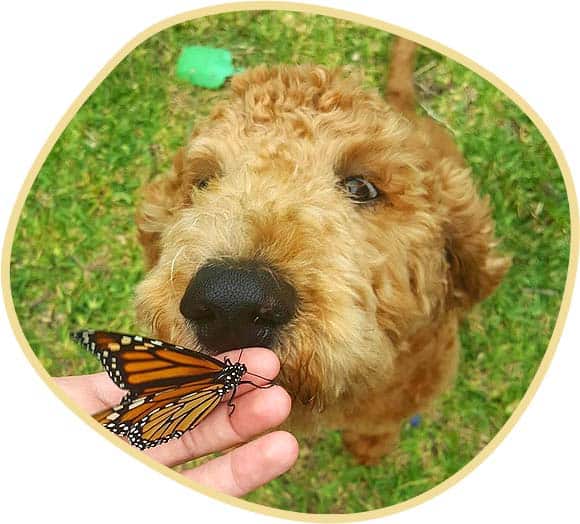 Friendly puppy with butterfly.